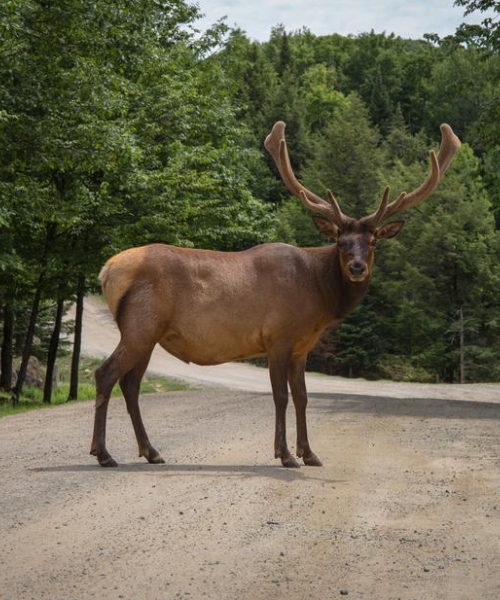 Elk